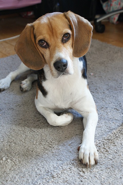 tour de poitrail beagle