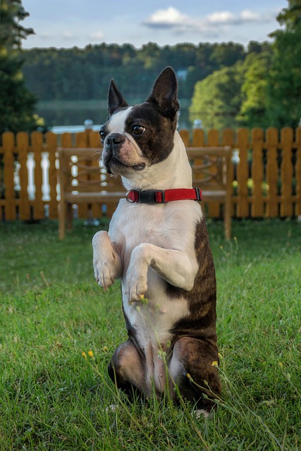 HARNAIS%20TRUELOVE%20BOSTON%20TERRIER%2003.jpg