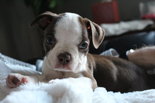 HARNAIS%20TRUELOVE%20BOSTON%20TERRIER%2005.jpg