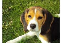 Le Beagle : Bienvenue dans le Monde Charmant de la Gourmandise et de l'Aventure!