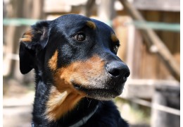 Le Beauceron et le harnais TRUELOVE COUNTRY : Le Duo Parfait pour l'Aventure