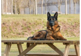 Le Berger Allemand : Loyauté et Versatilité au Service de l'Homme