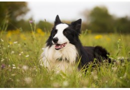 Border Collie : L'intelligence au service de la complicité