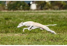 Le Whippet : Élégance et Sécurité avec les Harnais Truelove